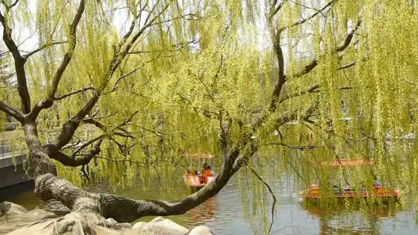 China-Abr 08,2017: Sauces densos por el lago espumoso, Los turistas cruceros en el agua . — Vídeo de stock