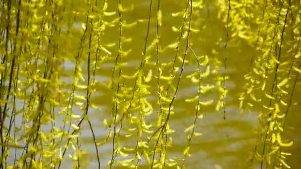 Salici densi dal lago scintillante, navi da crociera turistiche sull'acqua. — Video Stock