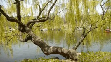 Işıl ışıl göl kenarındaki yoğun söğütler, turistler su üzerindeki gemilerde geziyorlar.
