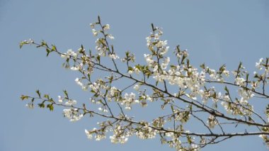 Güzel kiraz çiçekleri rüzgarda titriyor..