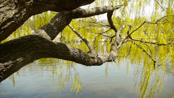 Dense willows by sparkling lake. — Stock Video