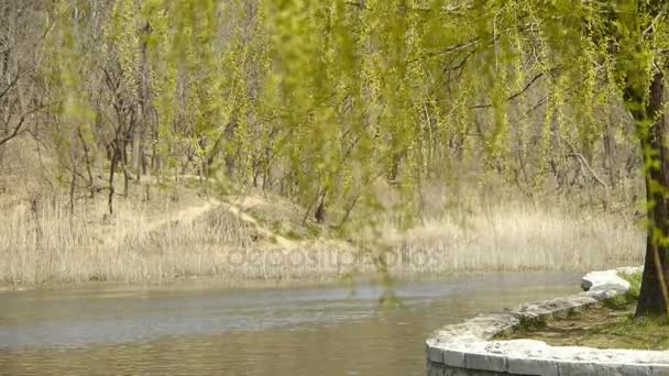 湖面波光粼粼，芦苇，芦苇湿地密集柳. — 图库视频影像