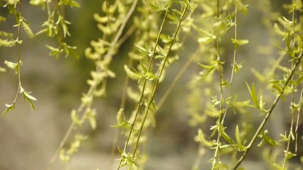 Les branches de saule se balancent dans le vent. — Video