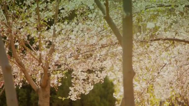 Belles fleurs de cerisier tremblent dans le vent. — Video