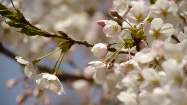 Красивые цветущие вишни дрожат от ветра. — стоковое видео