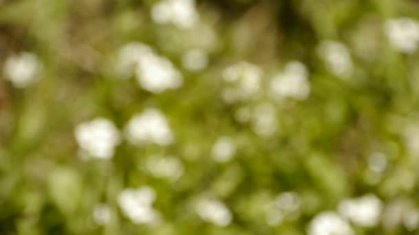 Beautiful wild flowers in grass. — Stock Video