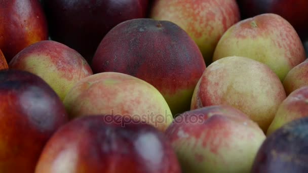 Fresh delicious peaches & nectarines. — Stock Video