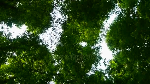 Olhando para o topo das árvores coroa . — Vídeo de Stock