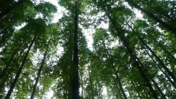 Panorámica de árboles corona, bosque, selva, sombra . — Vídeos de Stock