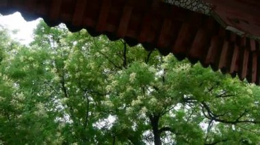 Çin Antik Bina doğranmış yeşil yemyeşil ağaçlar altında esen meltem yaprakları.