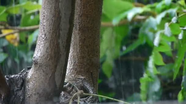 雨，枝叶繁茂的树上的叶子. — 图库视频影像