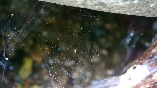 Toile d'araignée toiles d'araignée à côté des cours d'eau. — Video