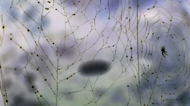 Telaraña telarañas junto a arroyos de agua. — Vídeo de stock