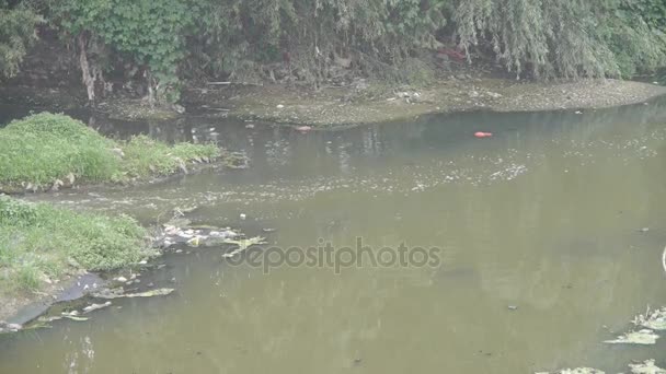 Verontreiniging rivieren & Shore planten. — Stockvideo