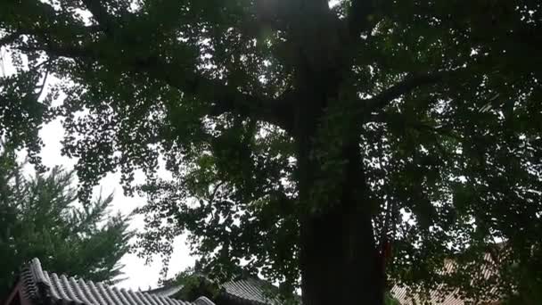 Troncos rotos del árbol del ginkgo y edificio antiguo chino, brisa que sopla las hojas — Vídeos de Stock