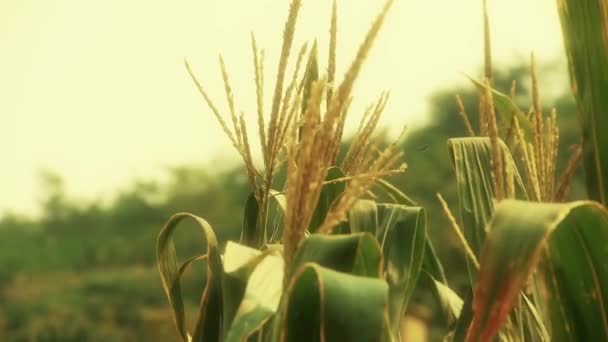 Hojas de maíz exuberantes en la agricultura tierras agrícolas en las zonas rurales. — Vídeo de stock