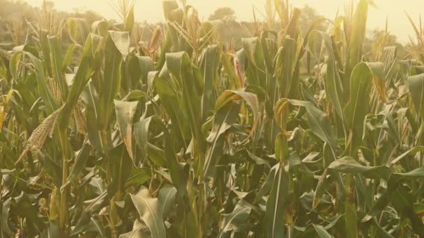 Hojas de maíz exuberantes en la agricultura tierras agrícolas en las zonas rurales. — Vídeos de Stock