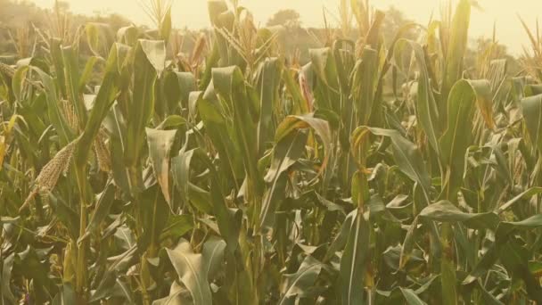 Feuilles de maïs luxuriantes dans les terres agricoles des zones rurales. — Video