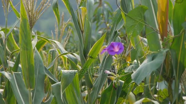Hojas de maíz exuberantes y gloria de la mañana en la agricultura tierras de cultivo en áreas rurales . — Vídeo de stock