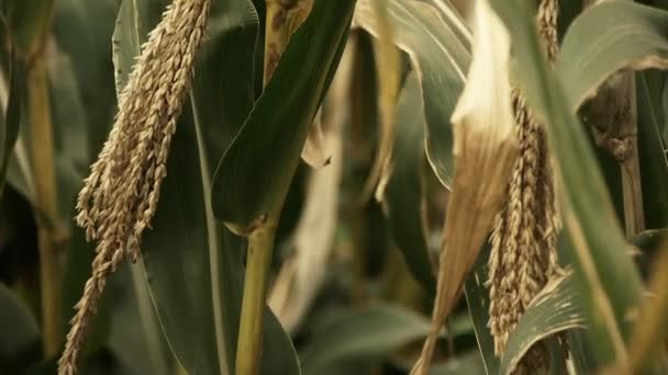 Hojas de maíz exuberantes en la agricultura tierras agrícolas en las zonas rurales. — Vídeo de stock