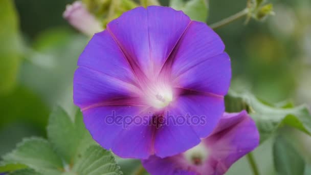 Morning glory in lush leaves.agriculture farmland at rural. — Stock Video