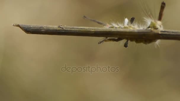 chenille sur branches, nature .