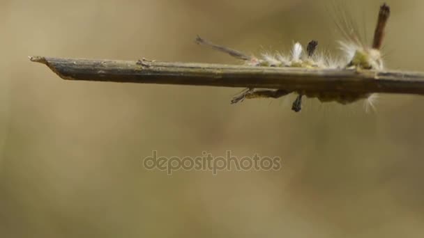 Rups op takken, natuur. — Stockvideo