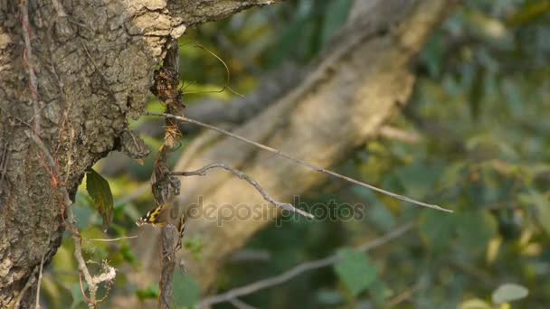 Mariposa incitando alas en tronco de árbol en bosques . — Vídeos de Stock