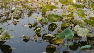 Büyük lotus sonbahar yaprak havuzda Pekin.