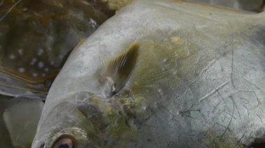 Lezzetli Croaker Pomfret balığı ve yengeç, çevirme plakası içinde. Buz gibi balıkçılık alanları.