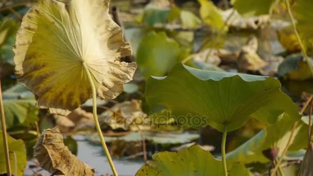 Grande piscina di foglie di loto in autunno beijing . — Video Stock