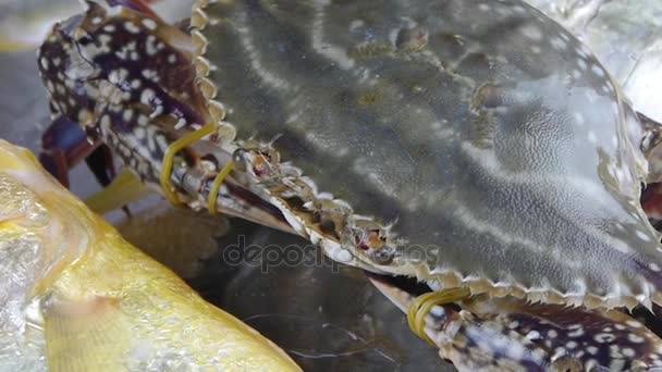 Delicioso caranguejo & Croaker Pomfret peixe, dentro de discagem plate.fisheries gelo congelado. — Vídeo de Stock