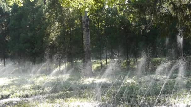 Gras water spray in stam bos, zonneschijn op gazon achtergrond. — Stockvideo