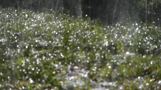 Spray de água de grama em madeiras, chuva sol no pano de fundo do gramado, fundo gotículas. — Vídeo de Stock