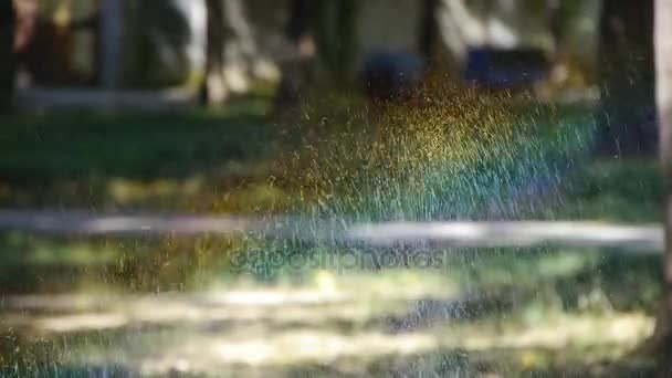 Spray wody trawiastej w lesie, tęcza słoneczna na tle trawnika, krople tła — Wideo stockowe