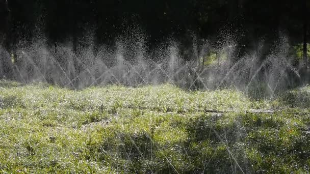 Spray acqua erba nel bosco tronco bosco, sole su sfondo prato. — Video Stock