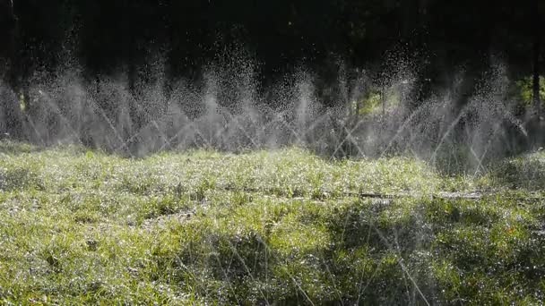 Spray de água de grama na floresta madeiras tronco, luz do sol no fundo do gramado fundo. — Vídeo de Stock