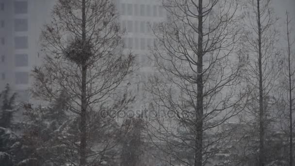 森林和飘落的雪花. — 图库视频影像