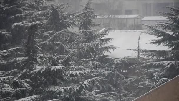 落ちてくる雪の結晶、家・ フォレスト. — ストック動画