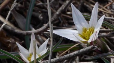 Rüzgar hızıyla beyaz kır çiçeği.
