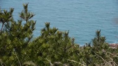 çam rüzgarda swing, deniz manzarası arka plan bulanıklık.