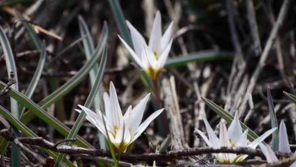 Белый полевой цветок качели на ветру . — стоковое видео
