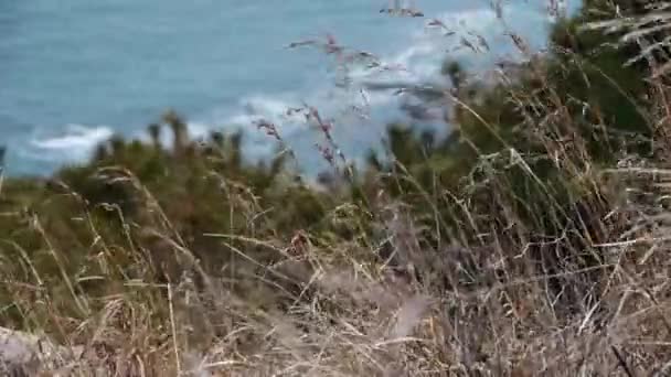 Schwingen wildes Gras im Wind, verschwimmen Meereslandschaft Hintergründe. — Stockvideo