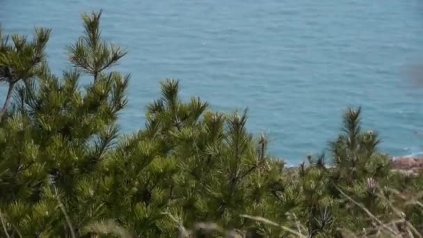 Schaukel Kiefer im Wind, verschwimmen Meereslandschaft Hintergründe. — Stockvideo