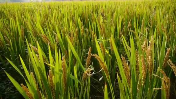 Asiatische goldene Reisfelder, warte auf die Ernte. — Stockvideo