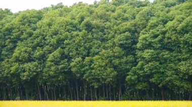 Asya altın çeltik, hasat için bekle, kafur rüzgarda salıncak.