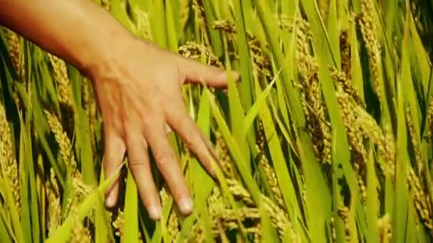 Hand brushing over the heads of asian golden rice paddy in a field. — Stock Video