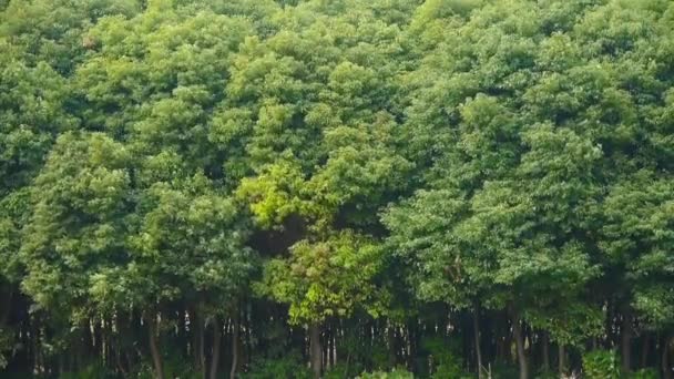 Bosque oscilación en el viento . — Vídeos de Stock