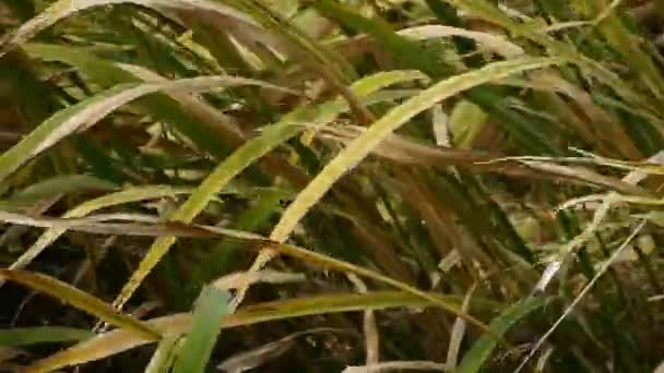 Lange trockene Grasschaukel im Wind, zitternde Wildnis. — Stockvideo