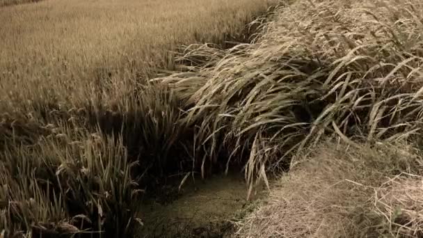 Long gazon sec swing dans le vent, secouant la nature sauvage . — Video